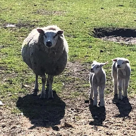 Dune Park Stuga, Sauna, Bbq, Netflix *